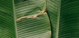 OUR MATERIALS: Bananatex